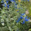 SALVIA PATENS 'OCEANA BLUE'/SALIE - Afbeelding 2