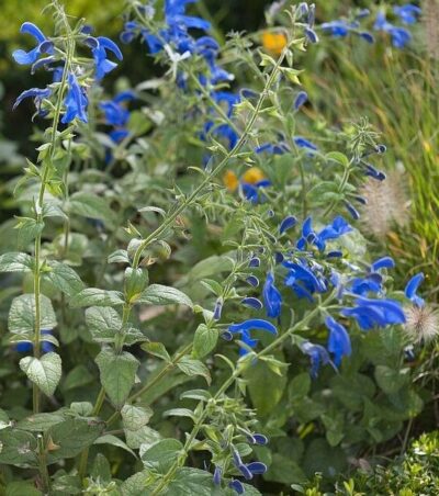 SALVIA PATENS 'OCEANA BLUE'/SALIE - Afbeelding 2