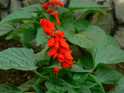 SALVIA SPLENDENS 'RED'/VUURSALIE