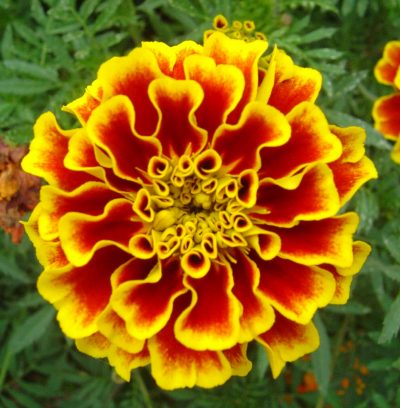 TAGETES  PATULA 'YELLOW FIRE'/AFRIKAANTJES, STINKERTJES