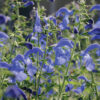 SALVIA PATENS 'OCEANA BLUE'/SALIE - Afbeelding 4