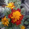 TAGETES 'ATON SPRY'/stinkertje, afrikaantje