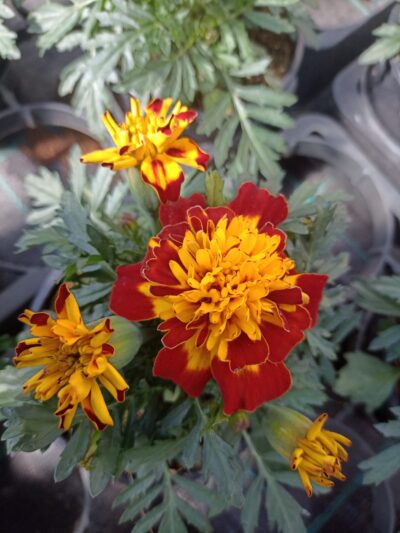 TAGETES 'ATON SPRY'/stinkertje, afrikaantje