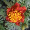 TAGETES 'ATON SPRY'/stinkertje, afrikaantje - Afbeelding 4