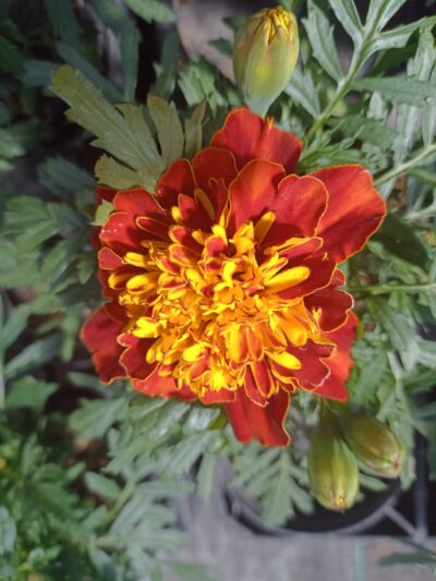 TAGETES 'ATON SPRY'/stinkertje, afrikaantje - Afbeelding 4