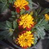 TAGETES 'ATON SPRY'/stinkertje, afrikaantje - Afbeelding 2