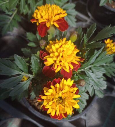 TAGETES 'ATON SPRY'/stinkertje, afrikaantje - Afbeelding 2
