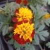TAGETES 'ATON SPRY'/stinkertje, afrikaantje - Afbeelding 3
