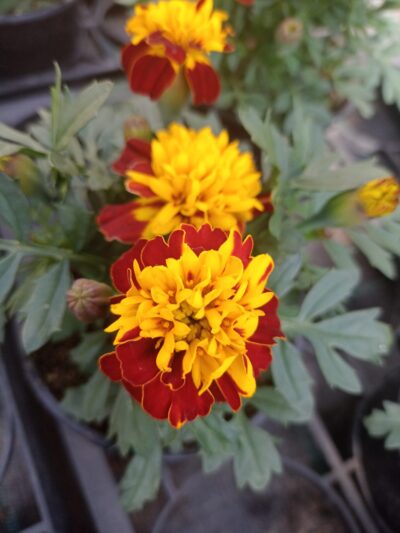 TAGETES 'ATON SPRY'/stinkertje, afrikaantje - Afbeelding 3