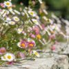 ERIGERON/MUURFIJNSTRAAL - Afbeelding 2