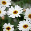 ARGYRANTHEMUM FRUTESCENS/ STRUIKMARGRIET 'IVORY HALO' - Afbeelding 2