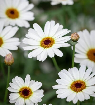 ARGYRANTHEMUM FRUTESCENS/ STRUIKMARGRIET 'IVORY HALO' - Afbeelding 2
