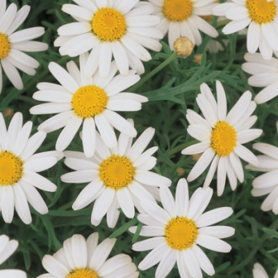 ARGYRANTHEMUM FRUTESCENS/ STRUIKMARGRIET WHITE