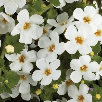 BACOPA/TAPIJTBLOEM 'GREAT WHITE'