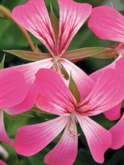 PELTATUM BALCON - ENKELE HANGENDE GERANIUMS - Afbeelding 5