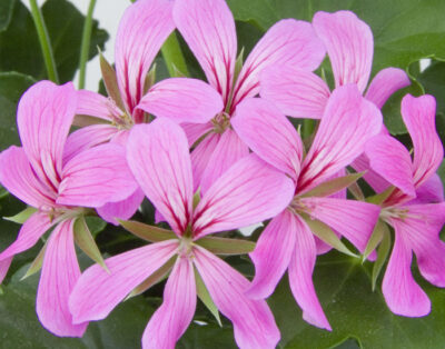 PELTATUM BALCON - ENKELE HANGENDE GERANIUMS - Afbeelding 15