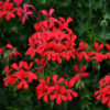 Balcon Red