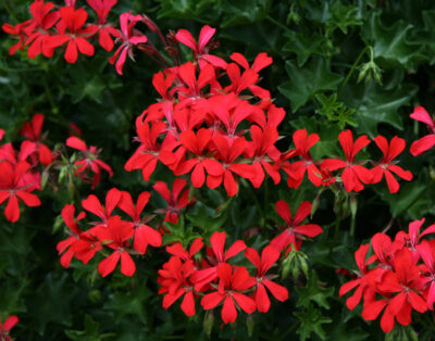 Balcon Red