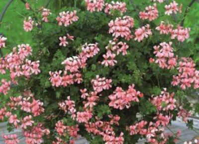 BALCON ROSE