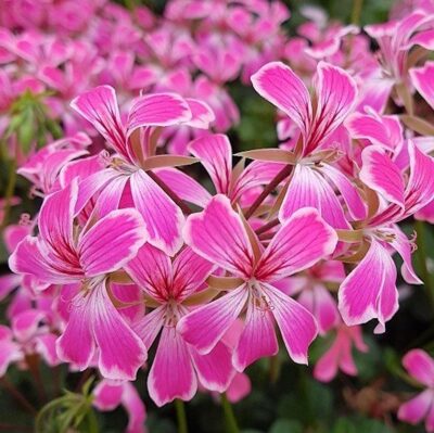 PELTATUM BALCON - ENKELE HANGENDE GERANIUMS - Afbeelding 4