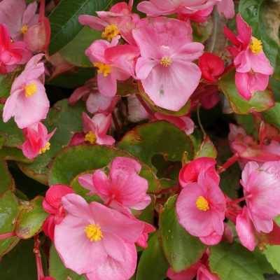 BEGONIA SEMPERFLORENS 'ROSE'/WATERBEGONIA