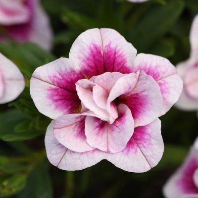 .DOUBLE Dark pink