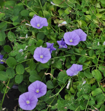 CONVOLVULUS SABATIUS/BLAUWE WINDE