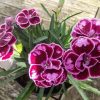 DIANTHUS CARYOPHYLLUS/TUINANJER SUNFLOR CHARMY
