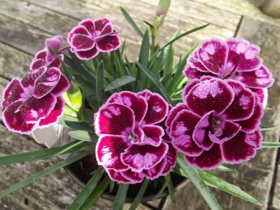 DIANTHUS CARYOPHYLLUS/TUINANJER SUNFLOR CHARMY