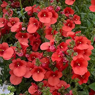 DIASCIA/ELFENSPOOR RED