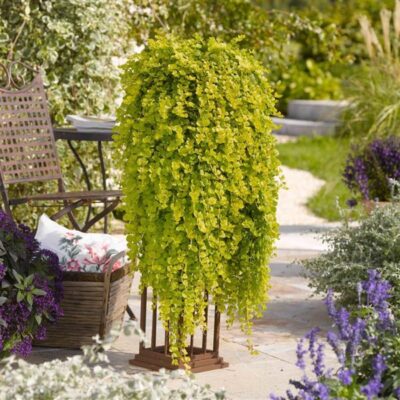 LYSIMACHIA NUMMULARIA 'GOLDI'/PENNINGKRUID - Afbeelding 2