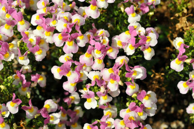 NEMESIA/ELFENSPIEGEL 'ESCENTIAL PINKBERRY'
