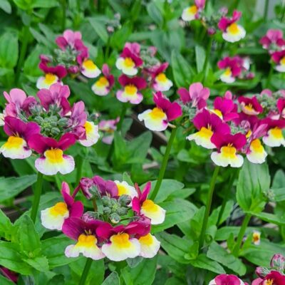 NEMESIA/ELFENSPIEGEL 'ESCENTIAL RASPBERRY LEMONADE'