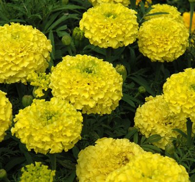 TAGETES ERECTA 'YELLOW'/GROOT STINKERTJE