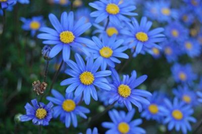 FELICIA/BLAUWE MARGRIET, MADELIEF
