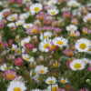 ERIGERON/MUURFIJNSTRAAL