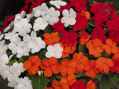 IMPATIENS WALLERIANA/VLIJTIG LIESJE