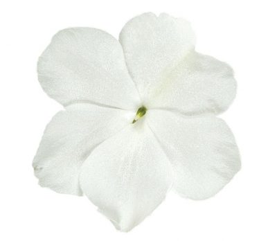 IMPATIENS WALLERIANA 'WHITE'/VLIJTIG LIESJE