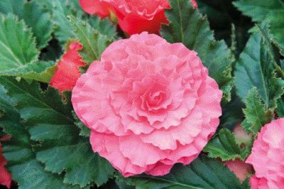 BEGONIA X TUBERHYBRIDA/KNOLBEGONIA ROSE