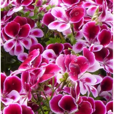 PELARGONIUM 'ANGELEYES' - MINI GERANUIMS