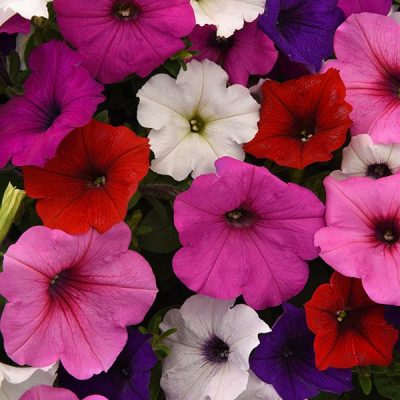 PETUNIA