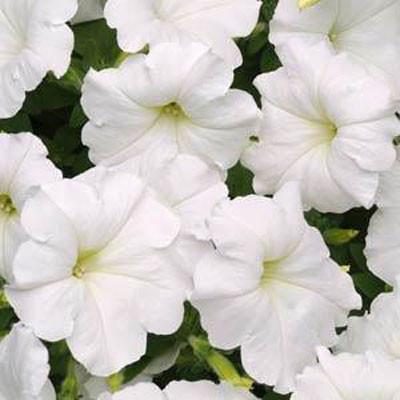 PETUNIA 'WHITE'/PETUNIA,