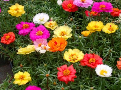PORTULACA GRANDIFLORA (DUBBELE BLOEM, MIX)/PORTULAK