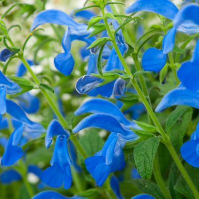 SALVIA PATENS 'OCEANA BLUE'/SALIE