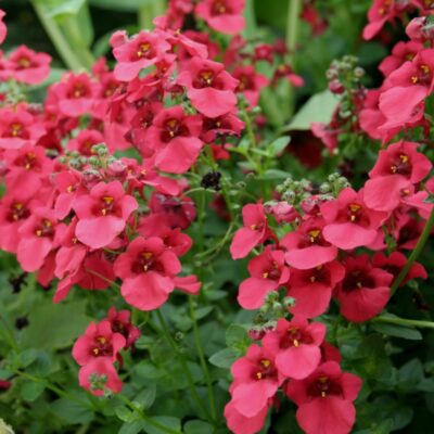 DIASCIA/ELFENSPOOR RED - Afbeelding 2