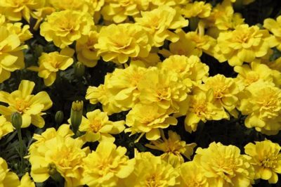 TAGETES PATULA 'YELLOW'/AFRIKAANTJES, STINKERTJES