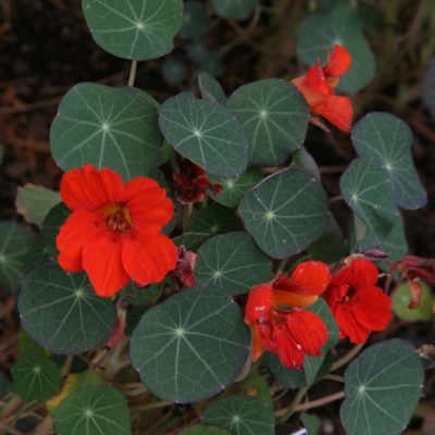 TROPAEOLUM MAJUS/OOST-INDISCHE KERS