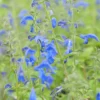 SALVIA PATENS 'OCEANA BLUE'/SALIE - Afbeelding 3