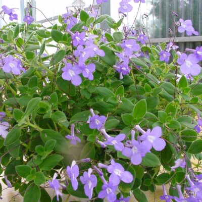 STREPTOCARPUS/KAAPSE PRIMULA, SPIRAALVRUCHT - Afbeelding 2