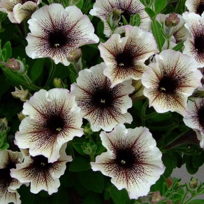 PETUNIA CAPPUCCINO